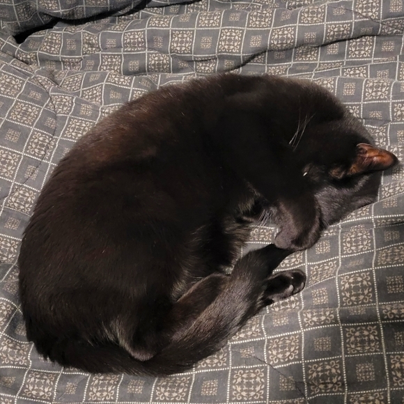 Meet your Posher, Francesco - Picture 3 of 3